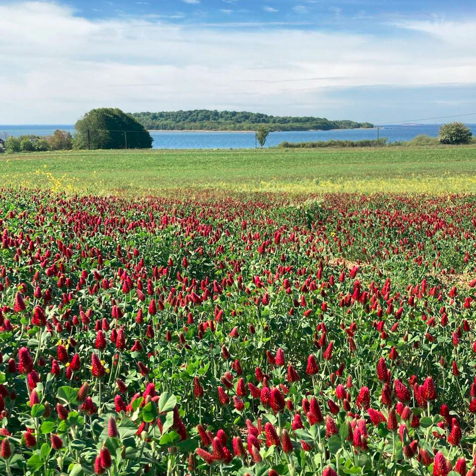 Strickwolle Rauwolliges Pommersches Landschaf